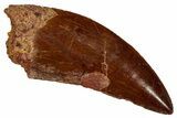 Serrated, Carcharodontosaurus Tooth - Real Dinosaur Tooth #341256-1